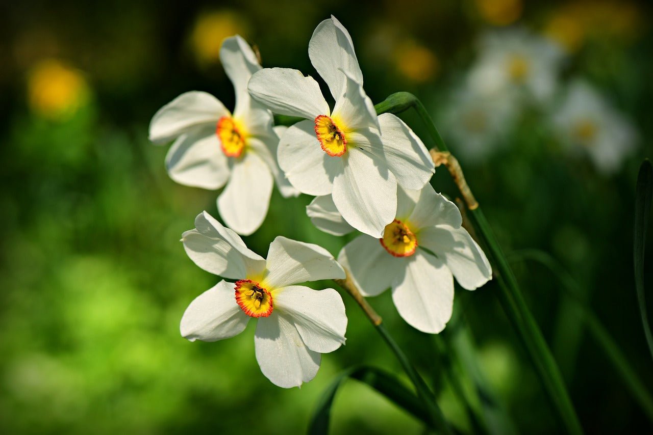 Narcyzy a żonkile — na czym polega różnica? - Flower Store