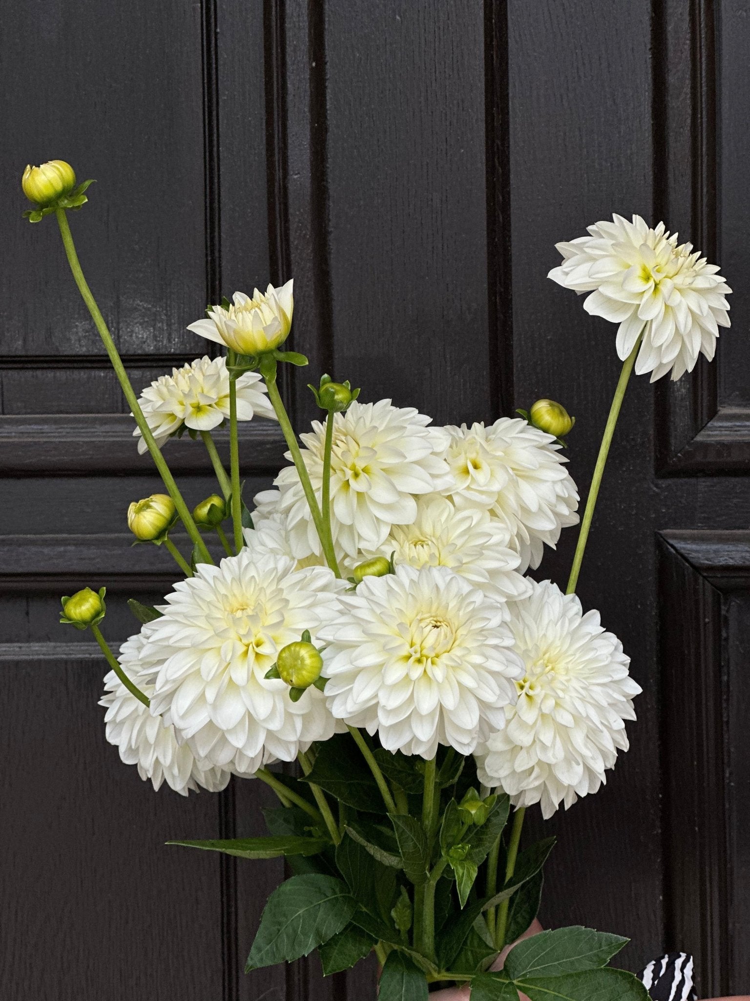Serwis roślin biurowych w Warszawie od Flowerstore.pl – na czym polega, ile kosztuje i dlaczego warto - Flower Store