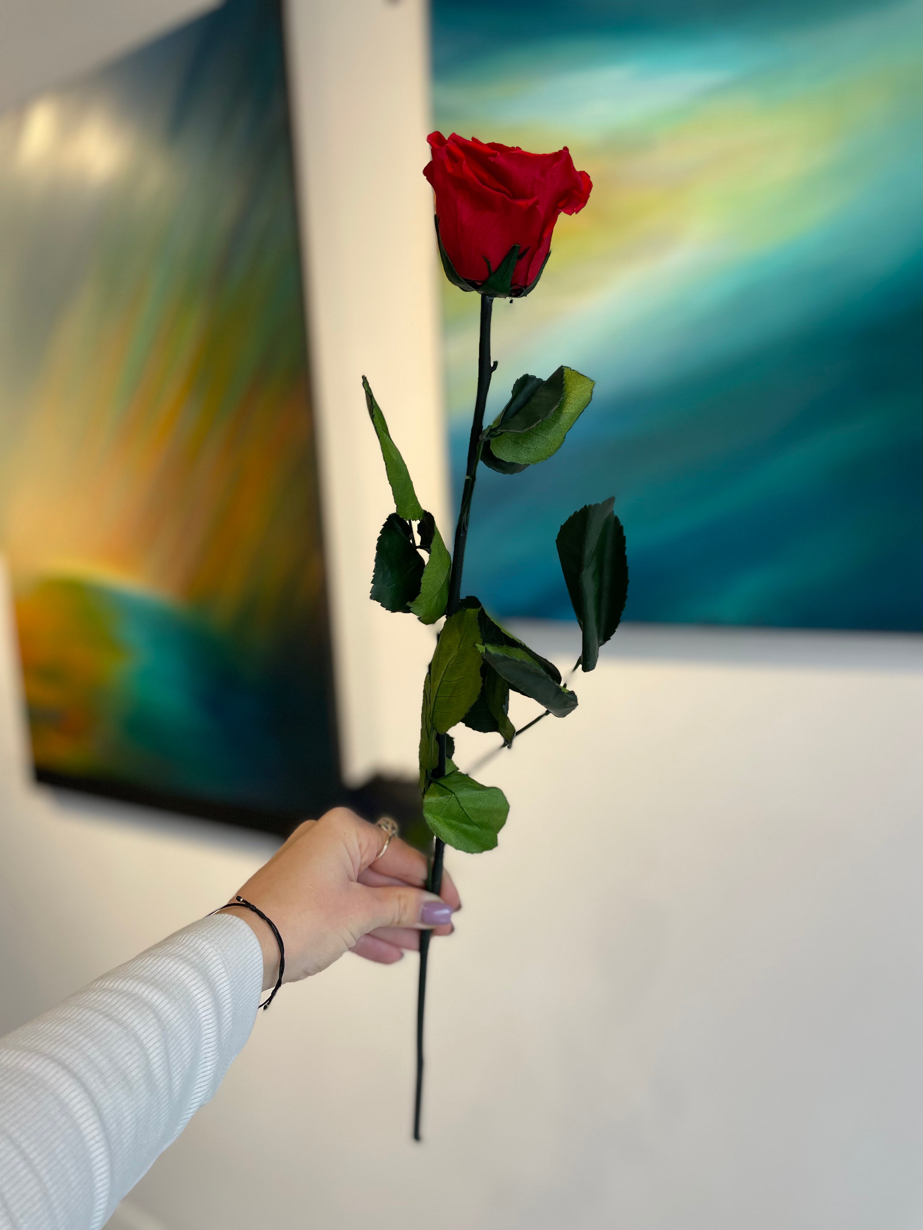 Eternal rose on a stem
