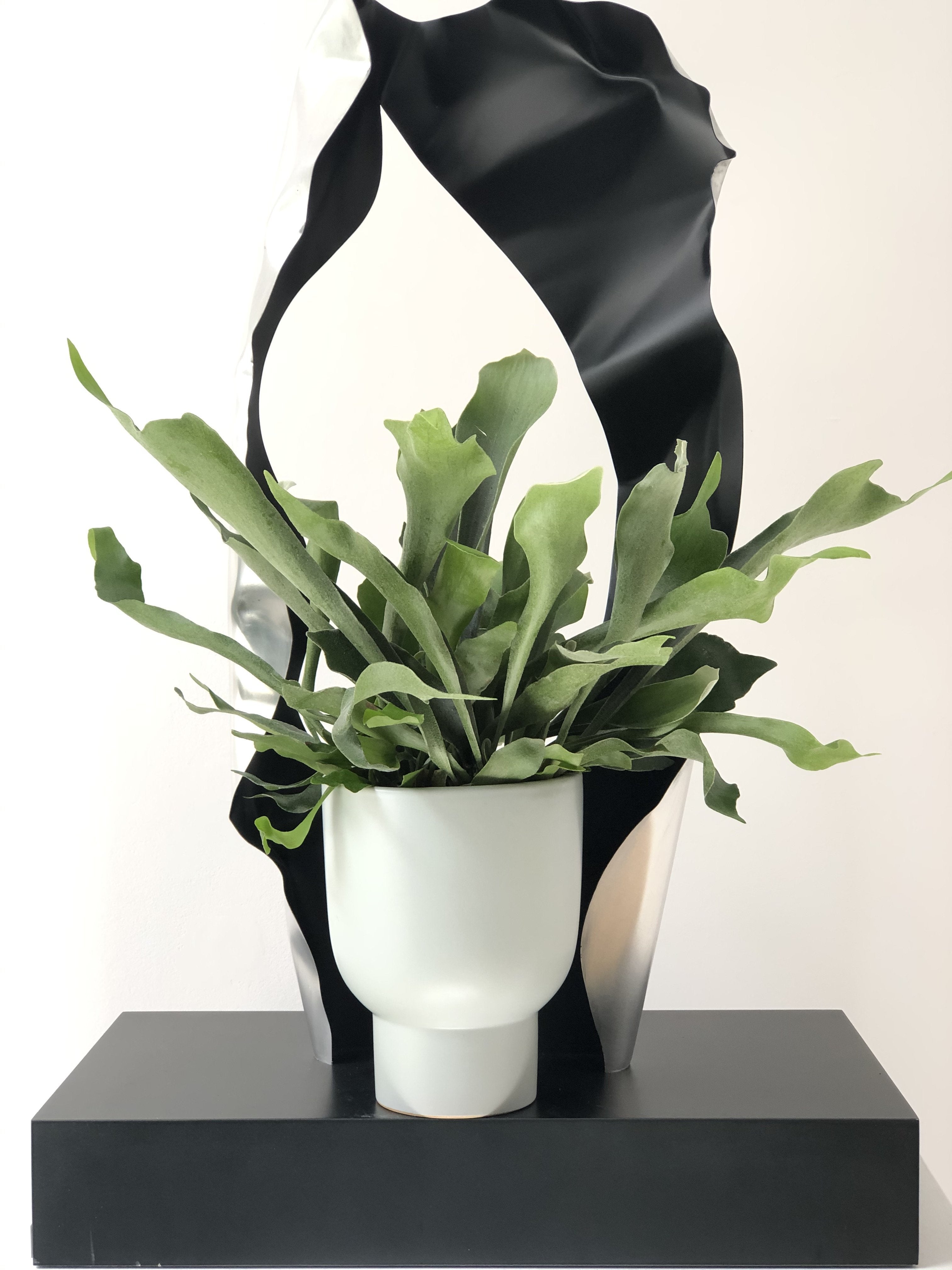 Platicecerium- elks horns set with a flower pot