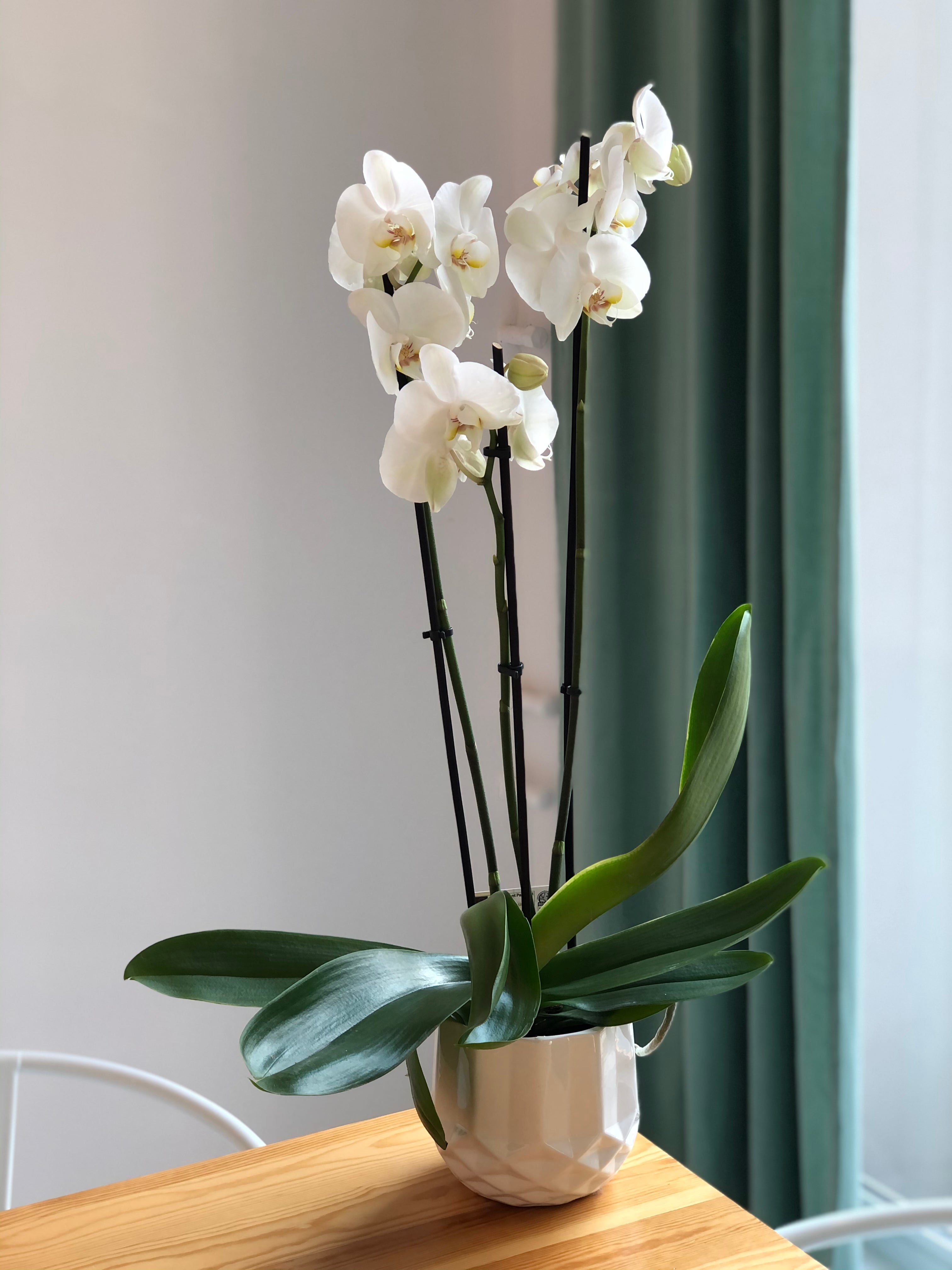 Potted orchid