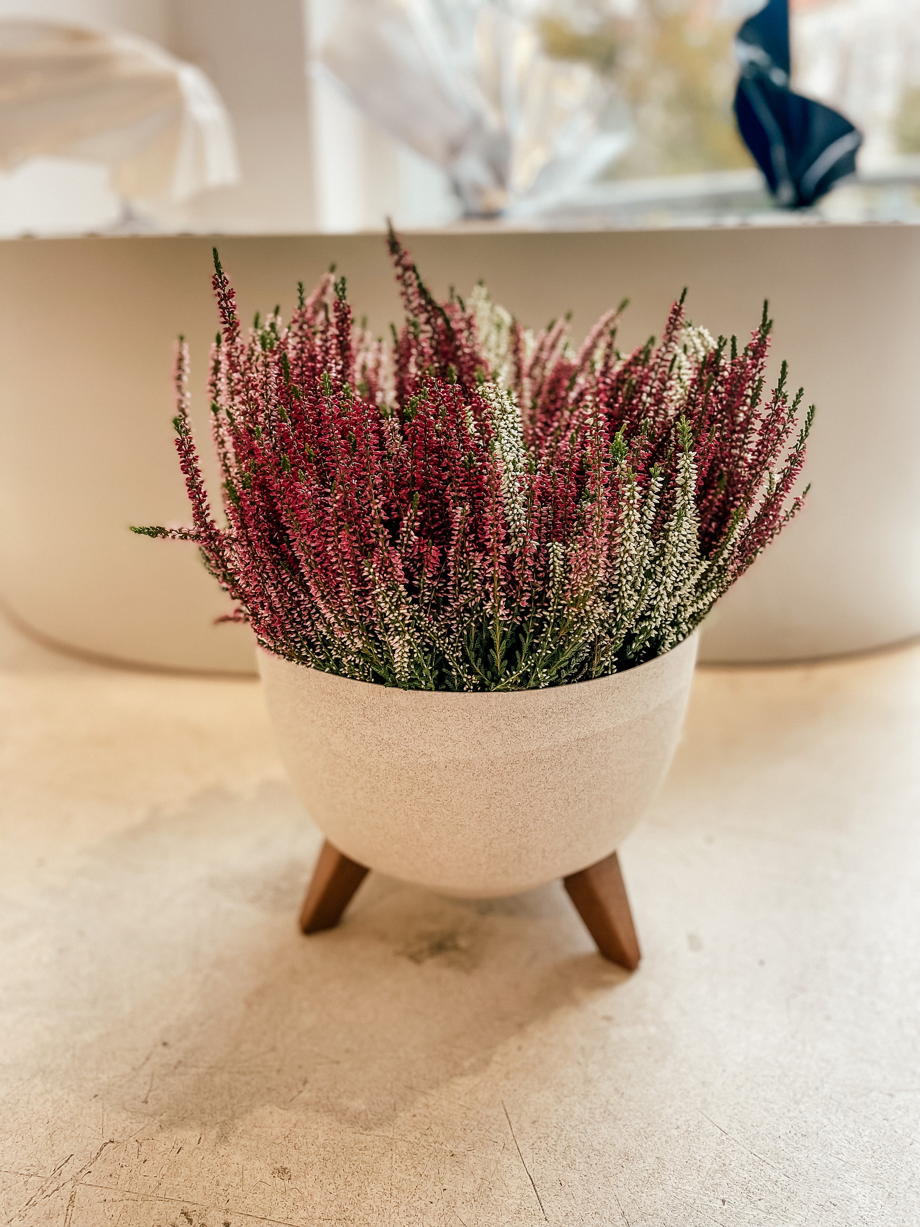 Colorful heather in a beautiful pot