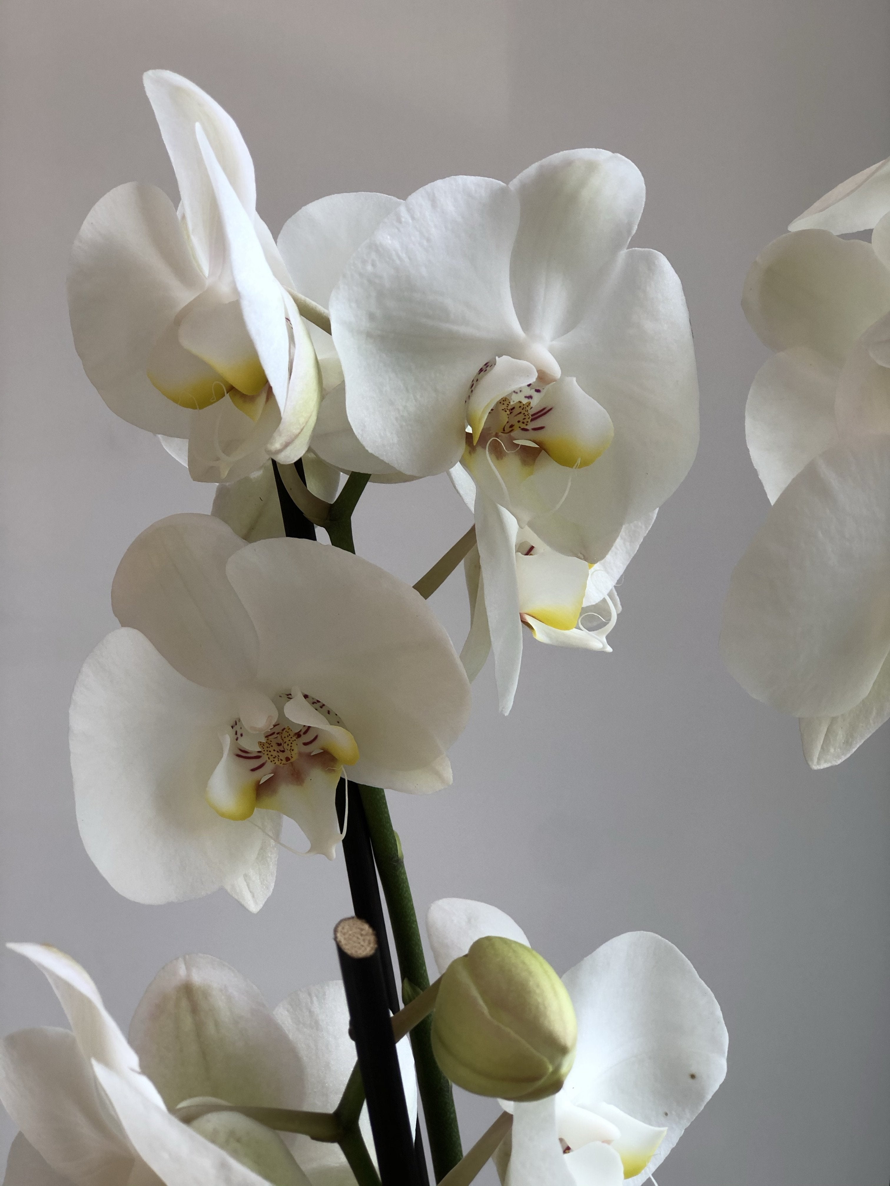 Potted orchid