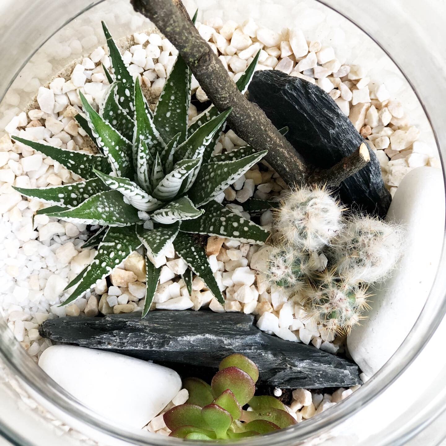 Las w słoiku Pustynia - kwiaty Flower Store Warszawa