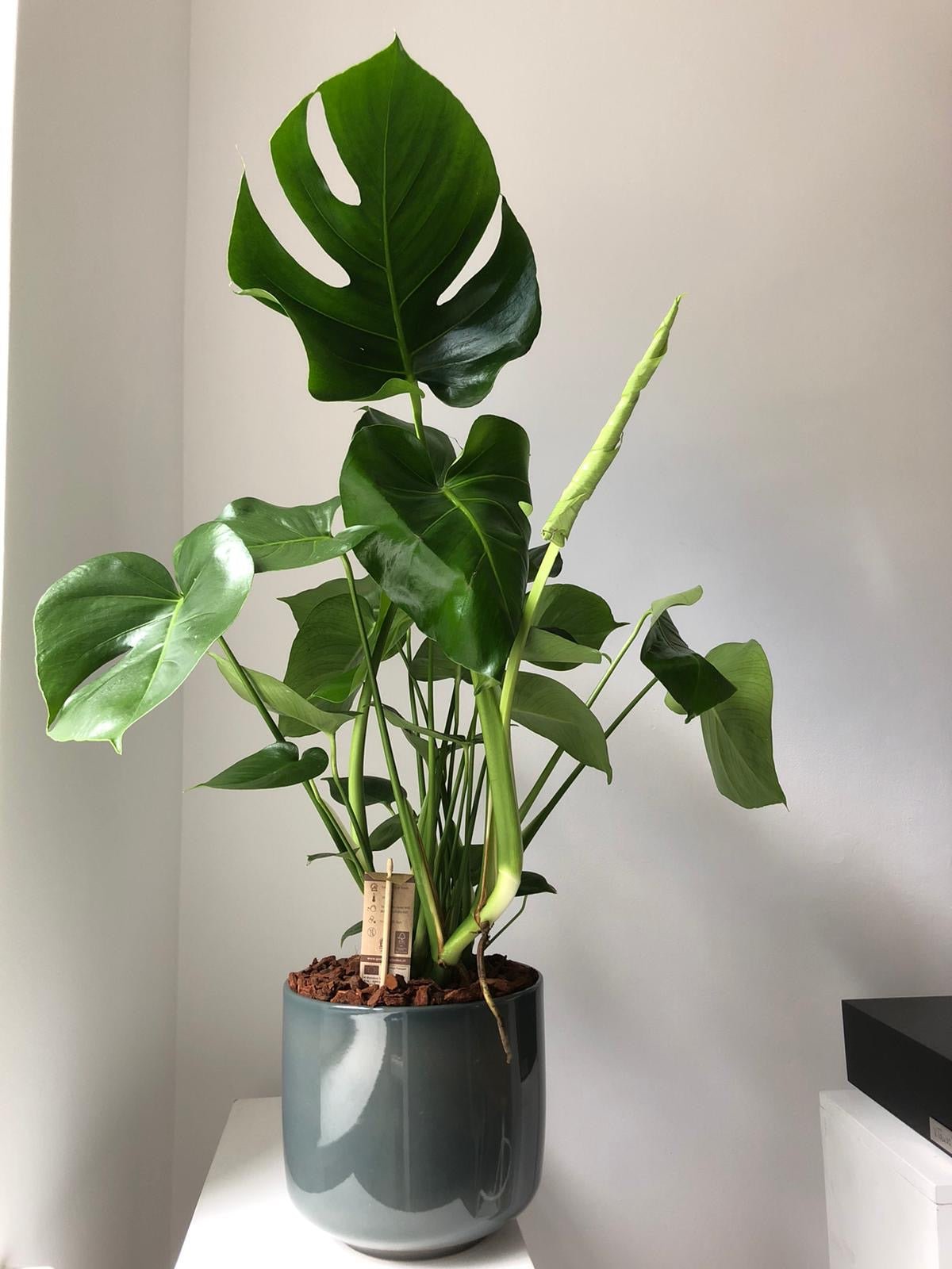 Monstera dziurawa - zestaw bez donicy - kwiaty Flower Store Warszawa