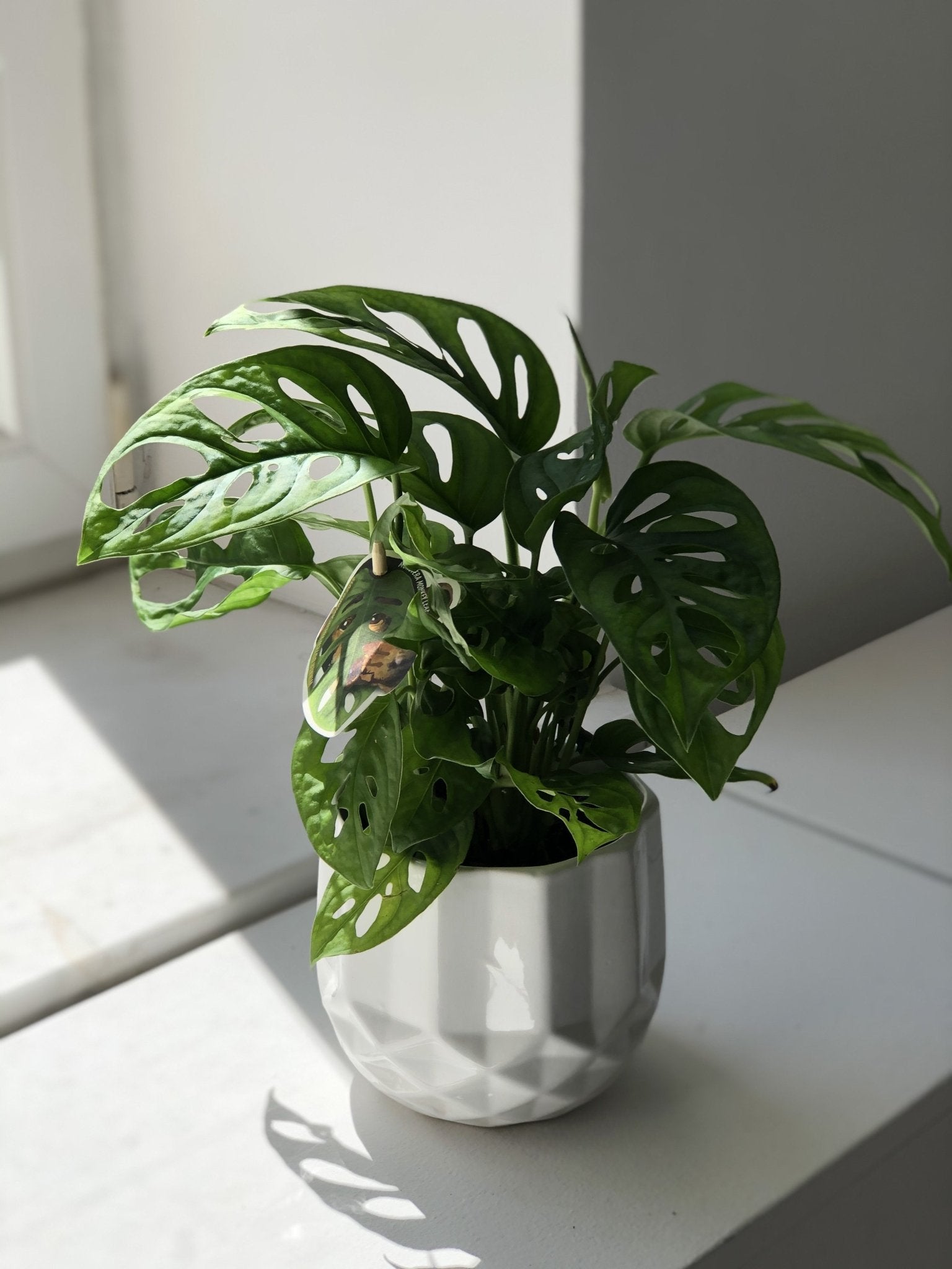 Monstera Monkey - kwiaty Flower Store Warszawa