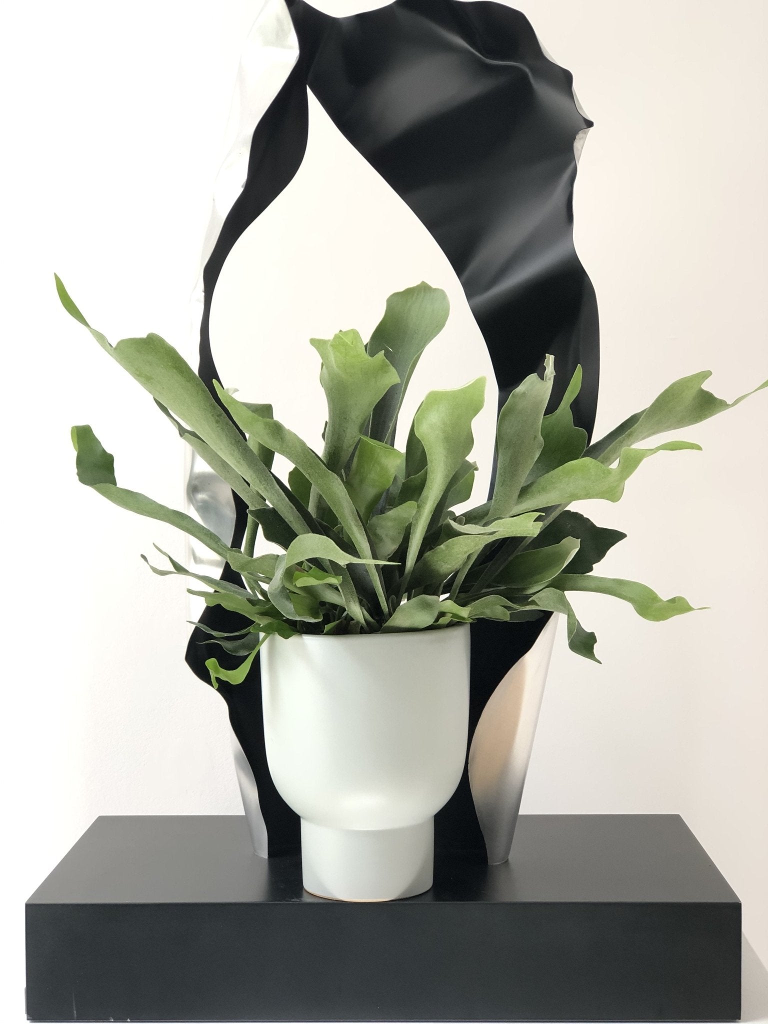 Platycerium - Łosie Rogi zestaw z donicą - kwiaty Flower Store Warszawa