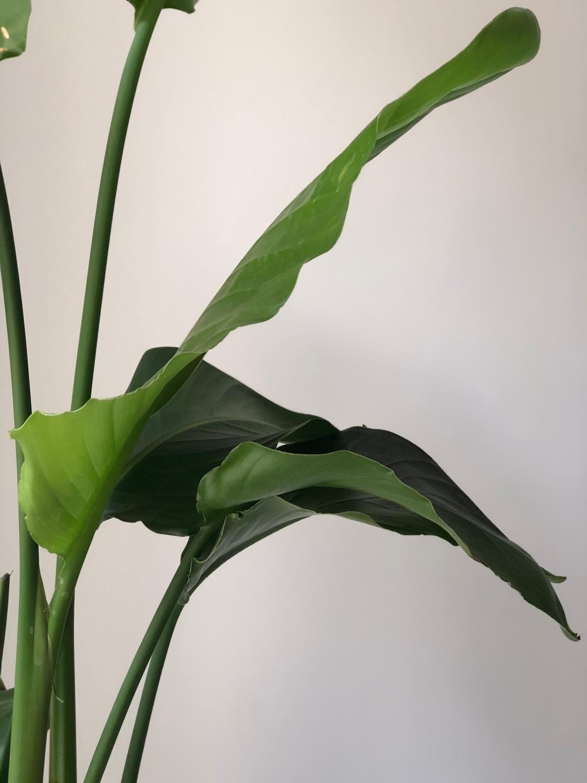 Strelicja Nicolai - zestaw bez donicy - kwiaty Flower Store Warszawa