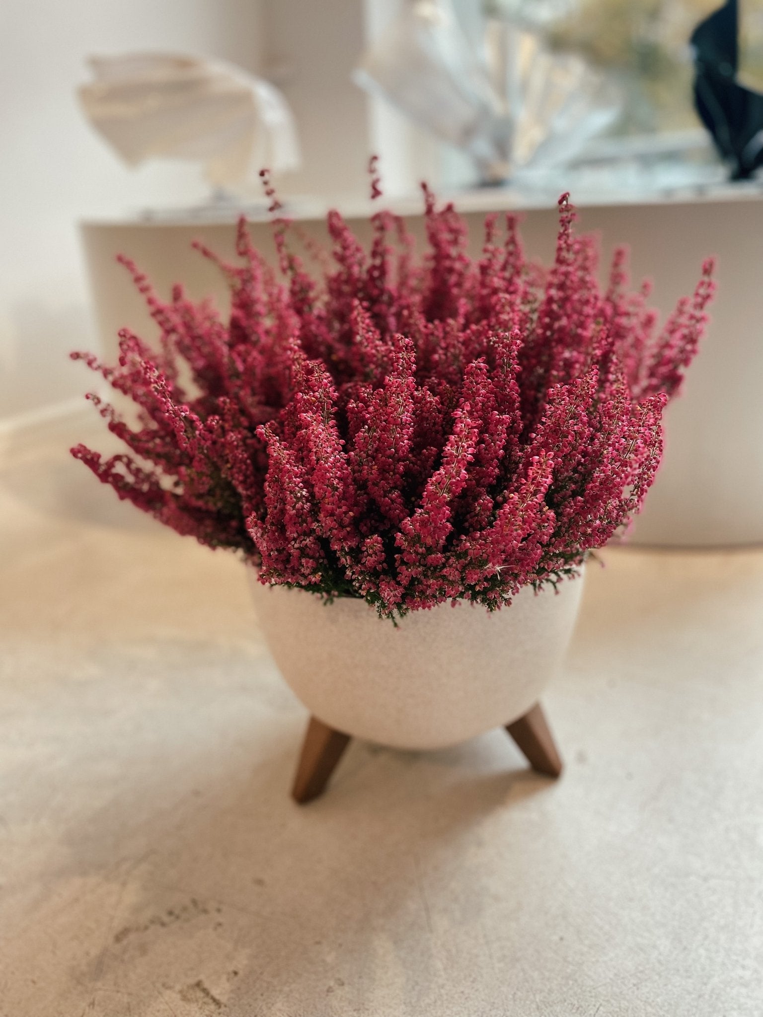 Wrzosiec w pięknej donicy - kwiaty Flower Store Warszawa