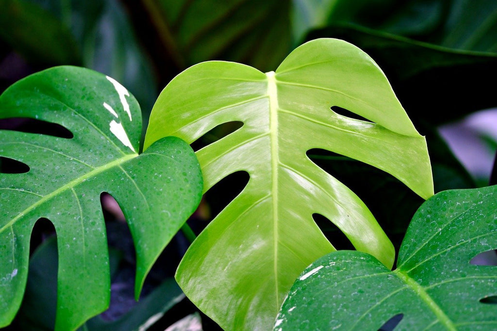 Monstera: Wymagania i Uprawa w domu - Flower Store