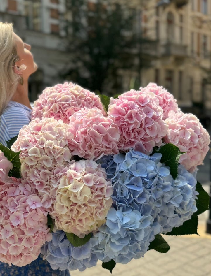 Bouquet of Hydrangea Flowers