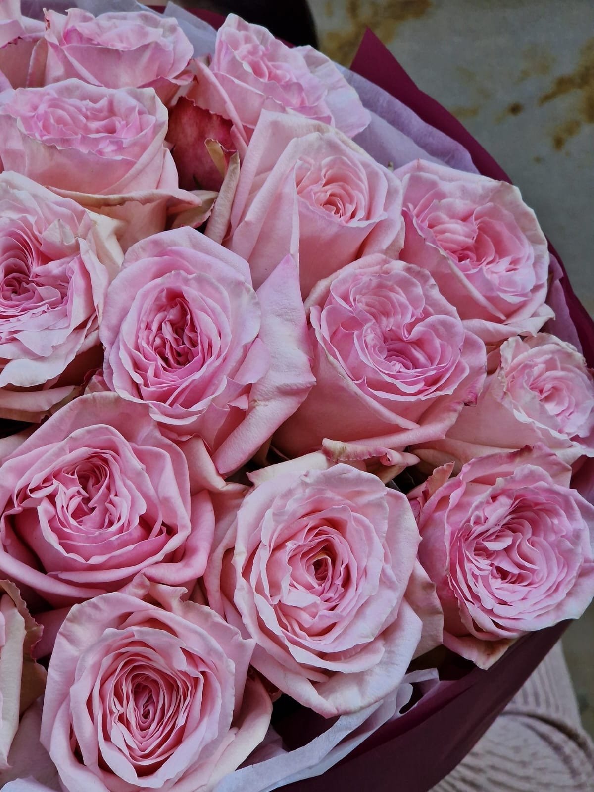 Róża Pink Ohara - kwiaty Flower Store Warszawa