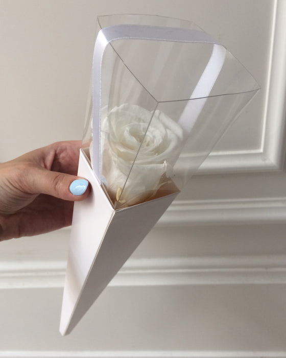 White eternal rose in a white cone