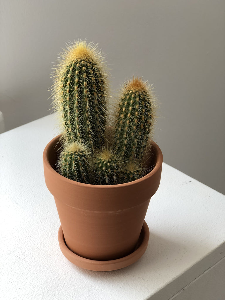 Cactus in a pot - a set with a pot