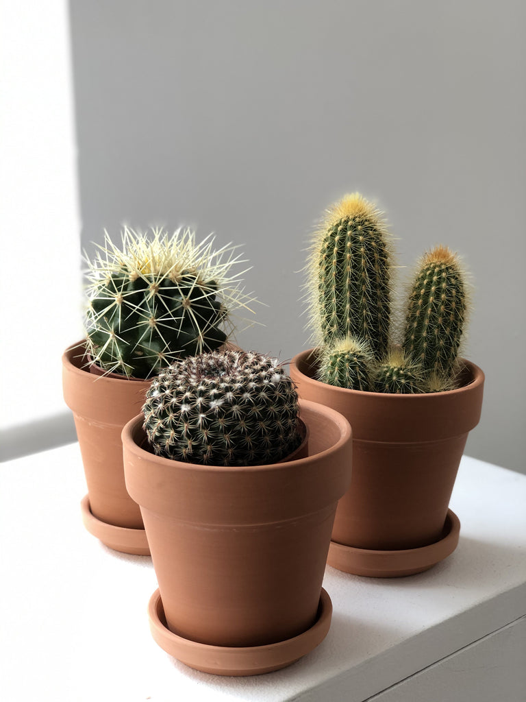 Cactus in a pot - a set with a pot