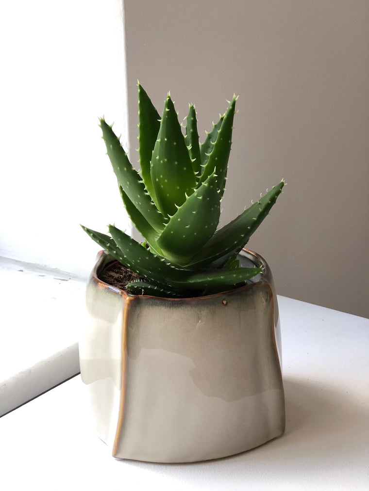 Aloe set without pot