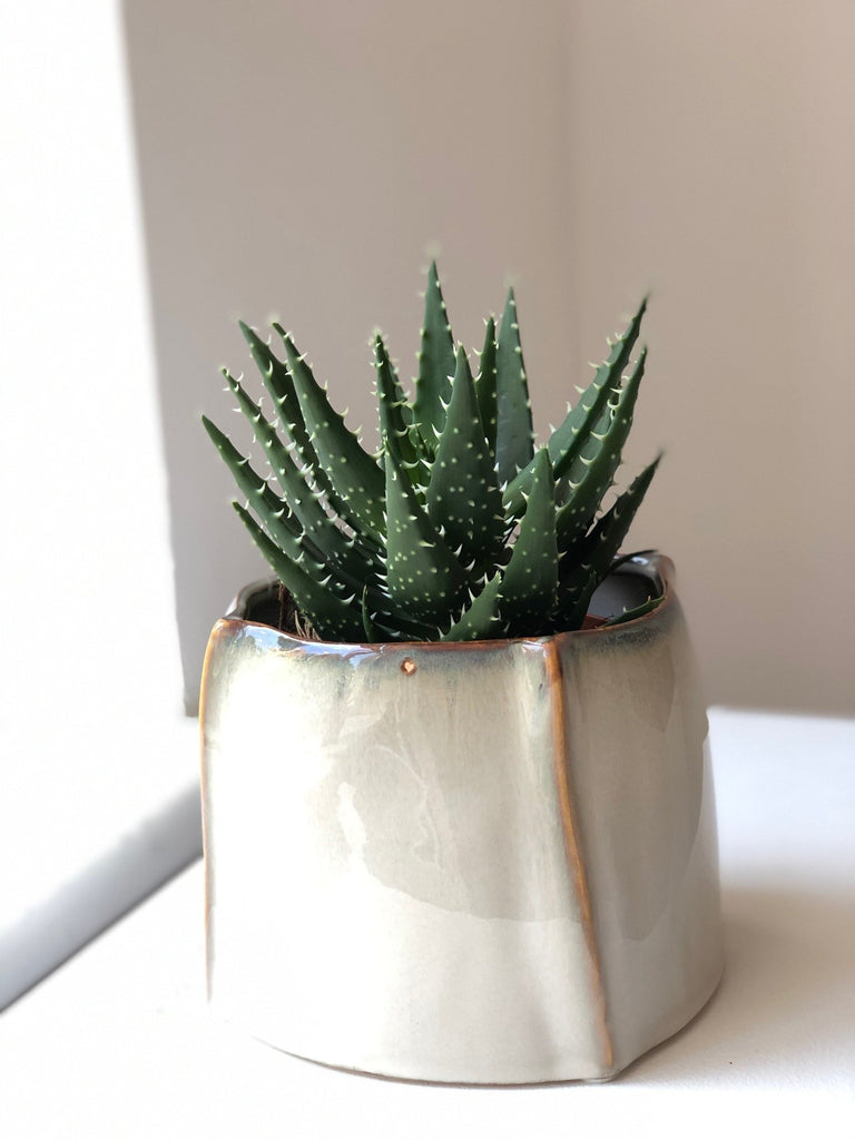 Aloe set without pot