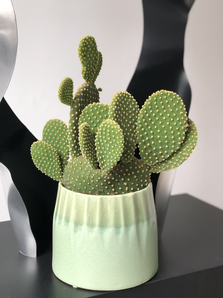 Opuncja drobnokolczasta - kaktus zestaw bez donicy