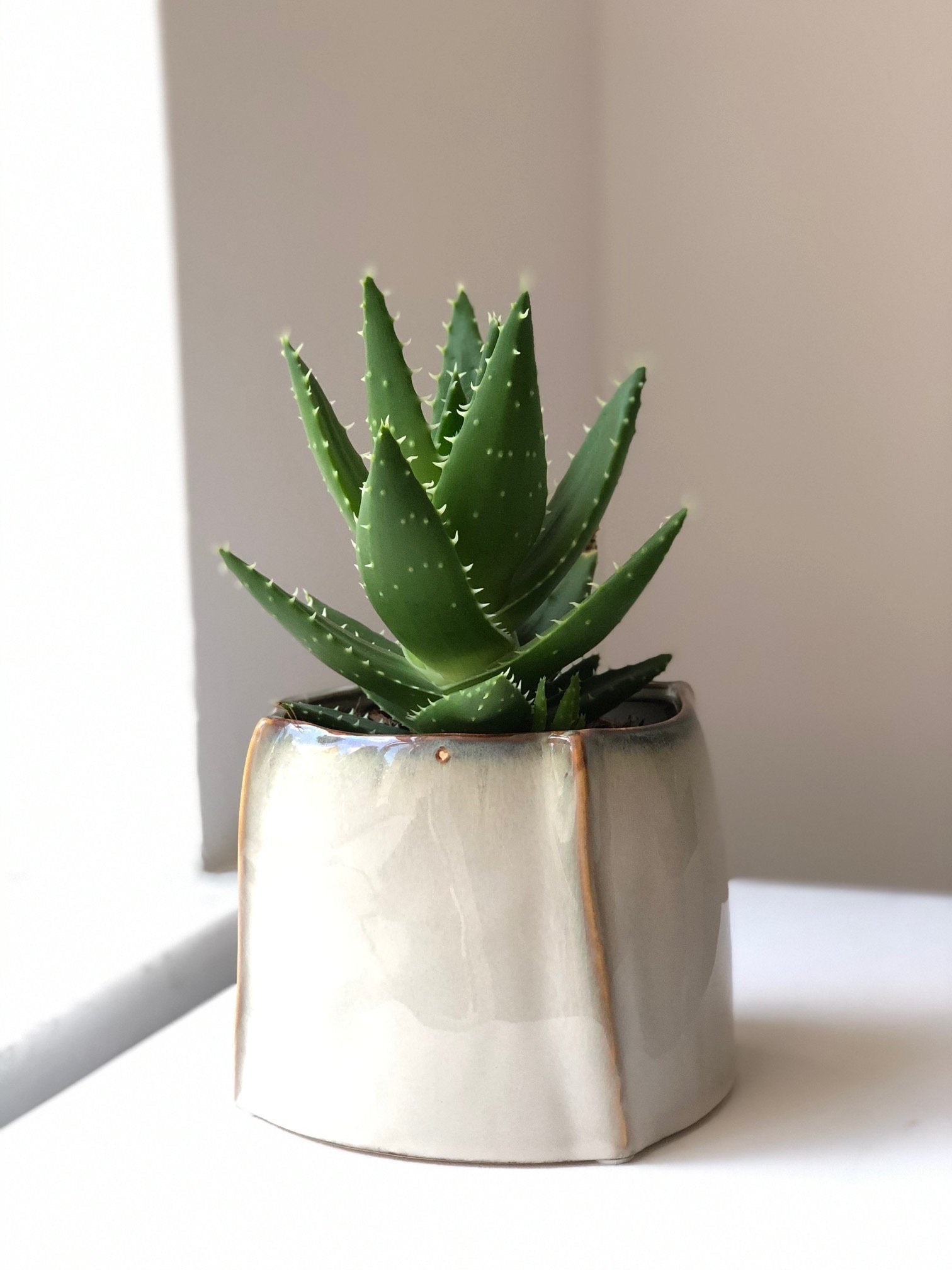 Aloes zestaw bez donicy - kwiaty Flower Store Warszawa