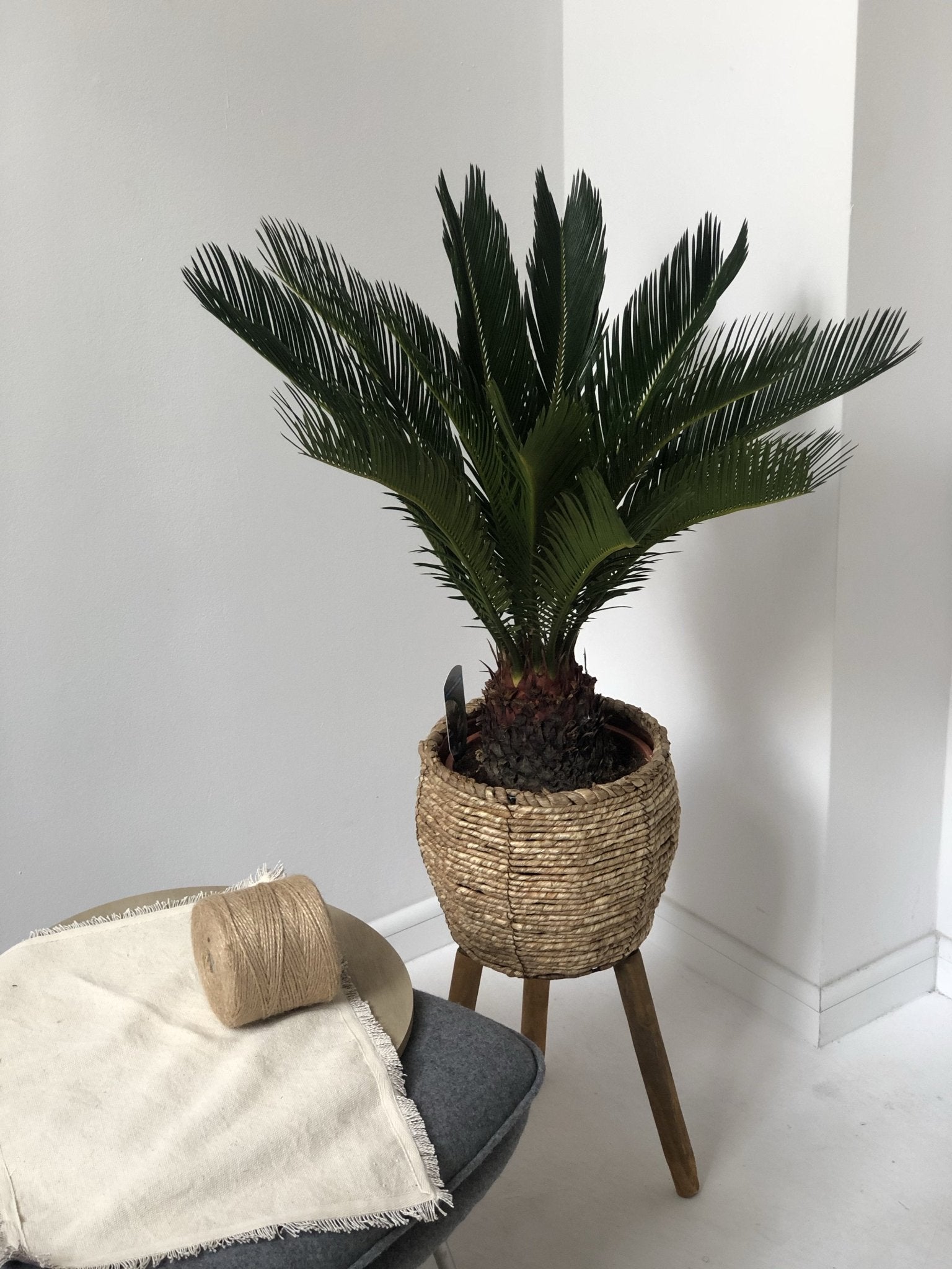 Cykas - cycas revoluta z piękną osłonką na nóżkach - kwiaty Flower Store Warszawa
