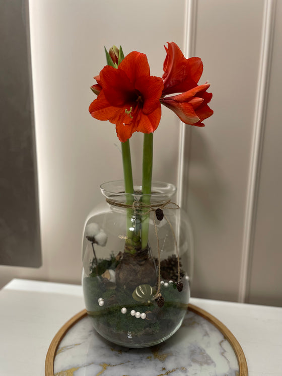 Amaryllis in a glass jar with decoration