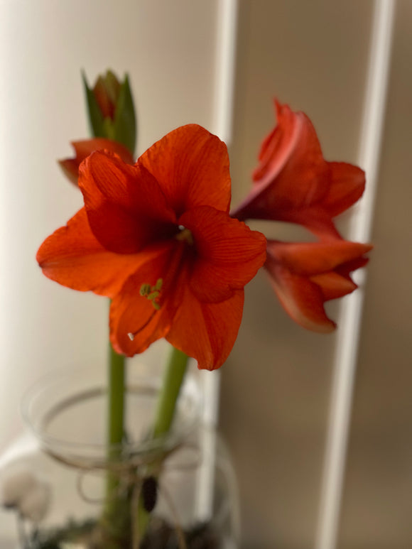 Amaryllis in a glass jar with decoration