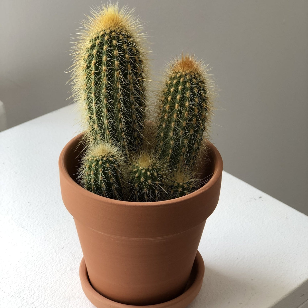 Cactus in a pot