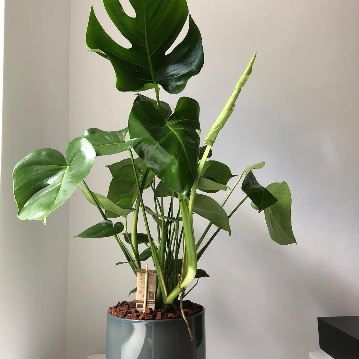 Monstera Pole
