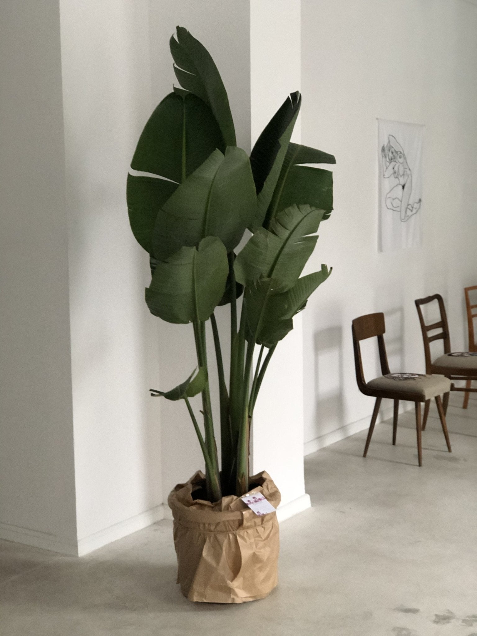 Strelicja Nicolai - kwiaty Flower Store Warszawa