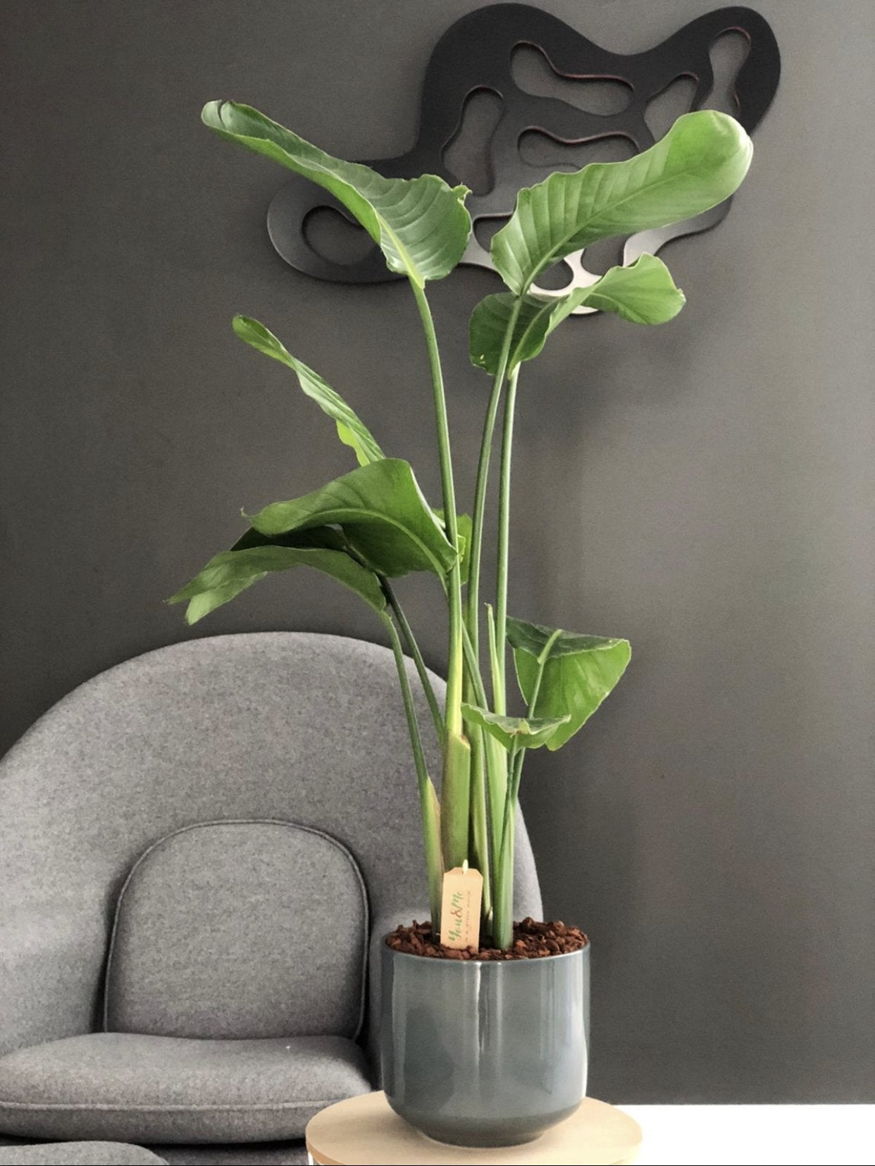 Strelicja Nicolai - zestaw bez donicy - kwiaty Flower Store Warszawa