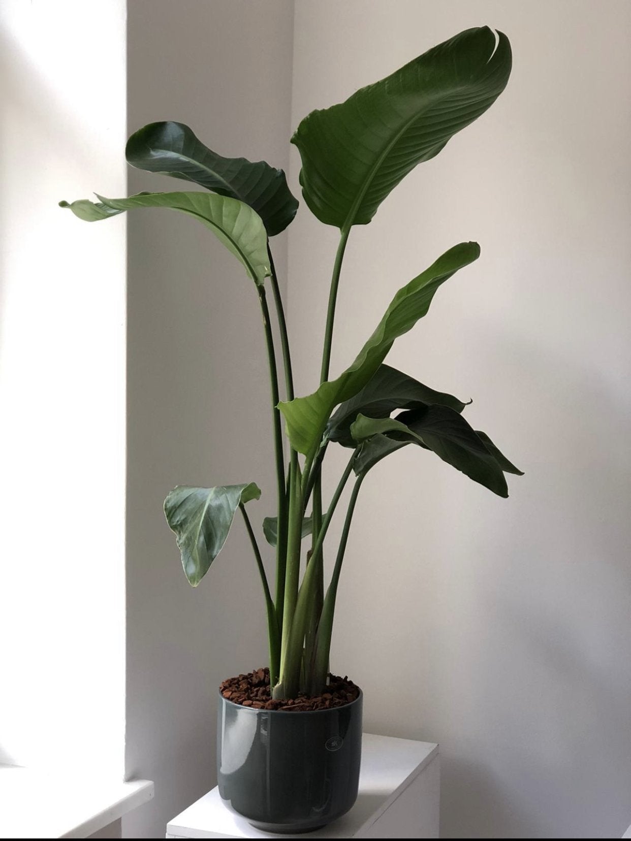 Strelicja Nicolai - zestaw bez donicy - kwiaty Flower Store Warszawa