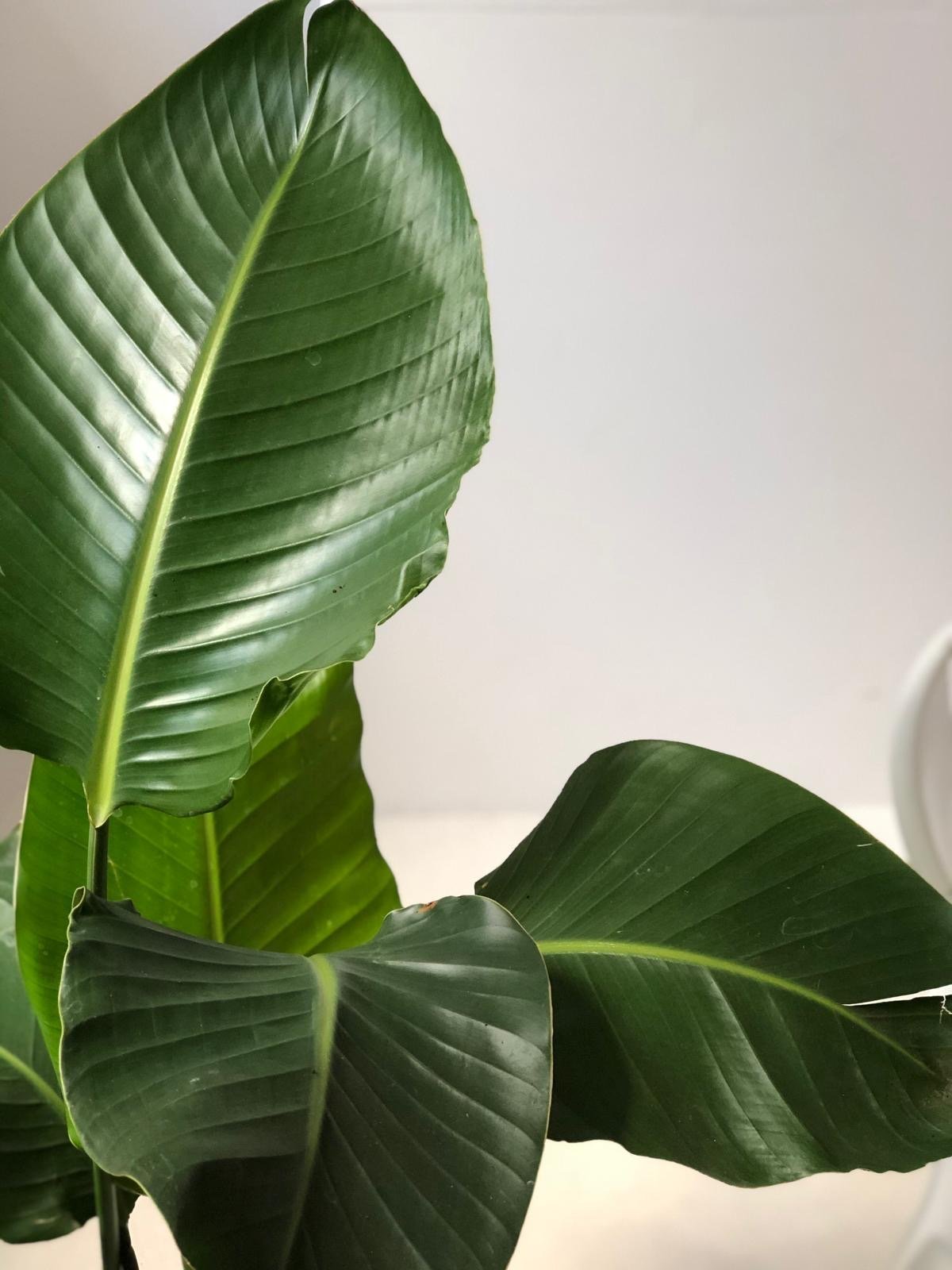 Strelicja Nicolai - zestaw bez donicy - kwiaty Flower Store Warszawa