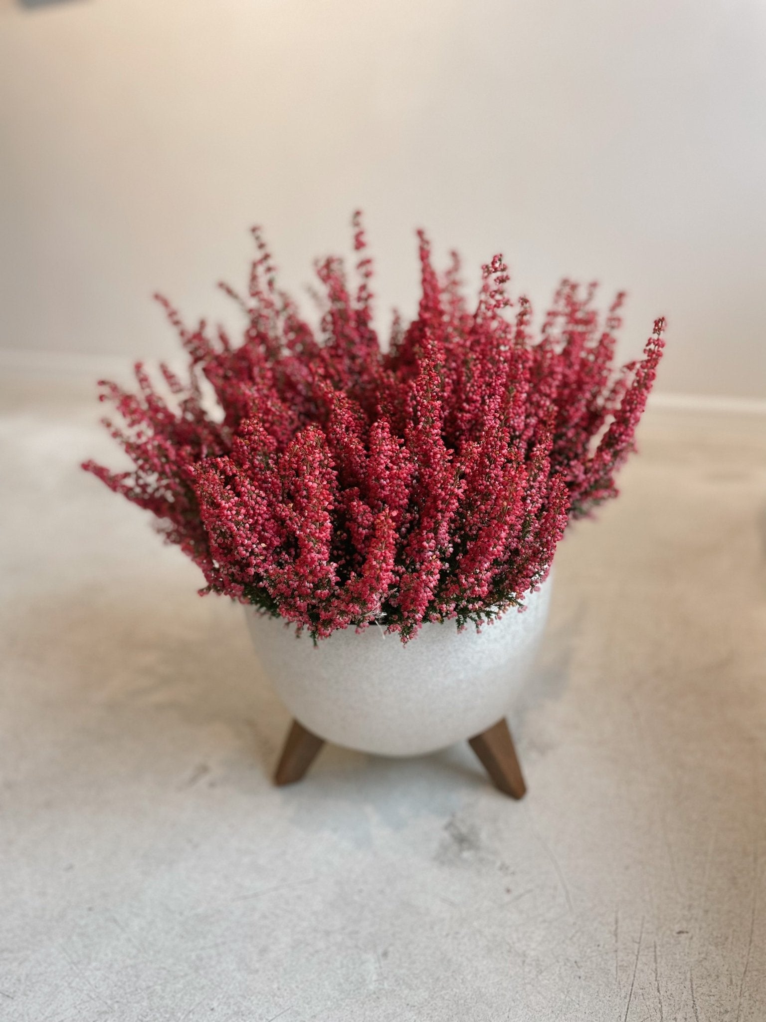 Wrzosiec w pięknej donicy - kwiaty Flower Store Warszawa